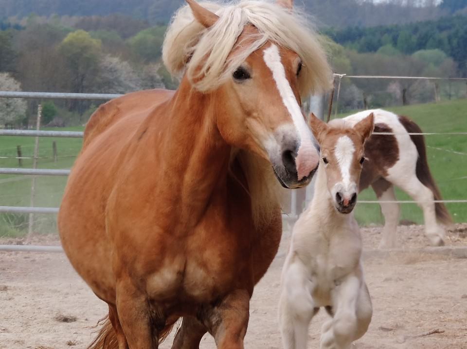 1ère sortie pour Heidi