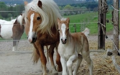 1ère sortie pour Heidi