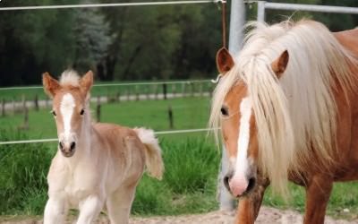 1ère sortie pour Heidi