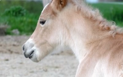 1ère sortie pour Heidi