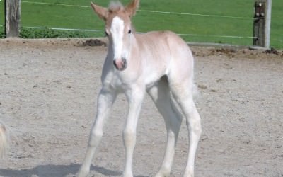 2ème naissance 2017