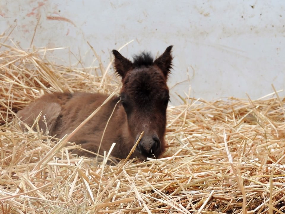 Mini-pouliche le 03/05/2017!