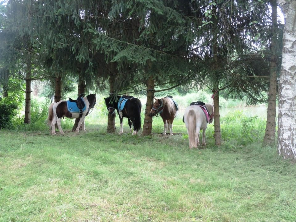 Programmation Poney-Goûter et Mini-Stages