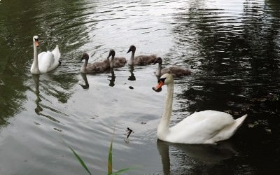 Journée des Sports Nature