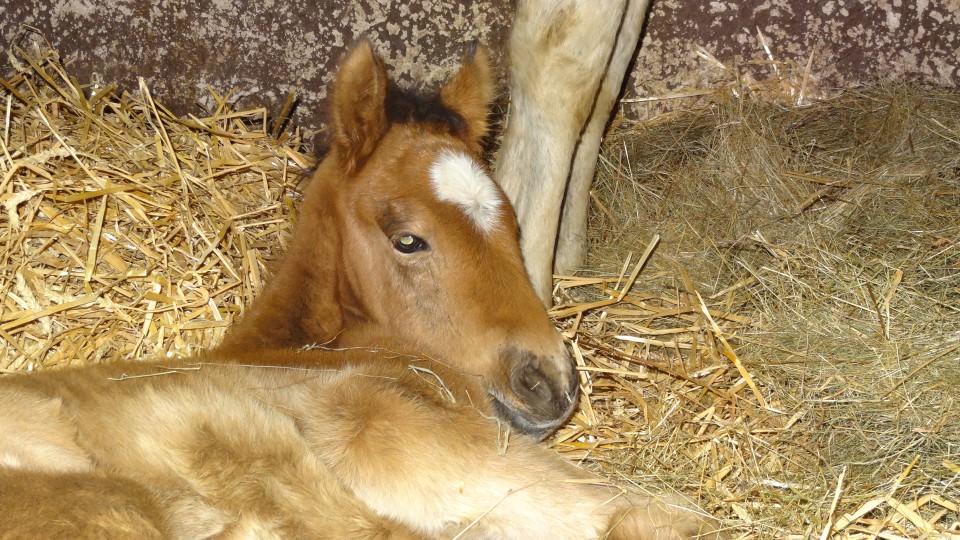 Illibéris Del Navajo est née le 18/03/2018