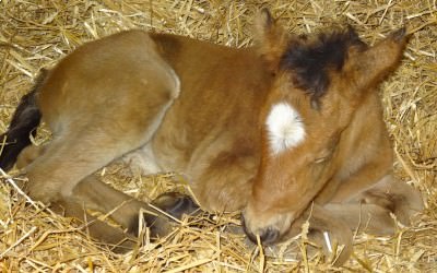 Illibéris Del Navajo est née le 18/03/2018