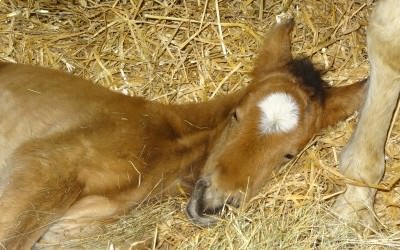 Illibéris Del Navajo est née le 18/03/2018