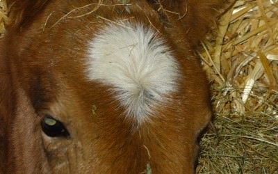 Illibéris Del Navajo est née le 18/03/2018