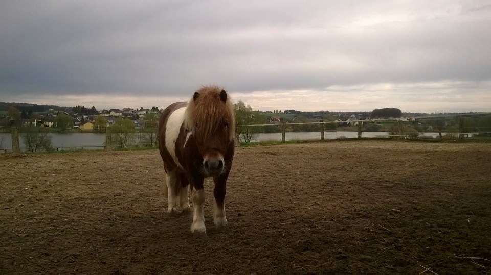 Un nouveau poney pour les activités enfants!