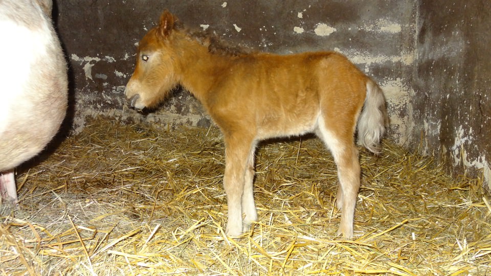 Igloo Del Navajo est né le 25/04/2018