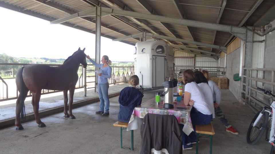 Journée Shiatsu Equin