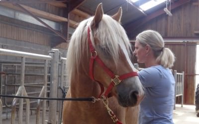 Journée Shiatsu Equin