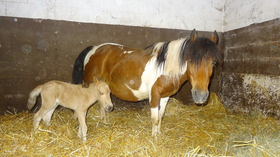 Dernier bébé de l'année, enfin!