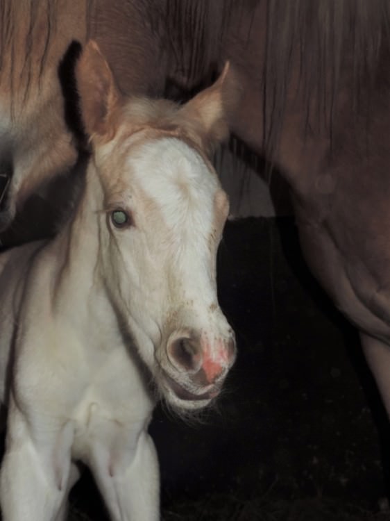 Naissance de Jilow