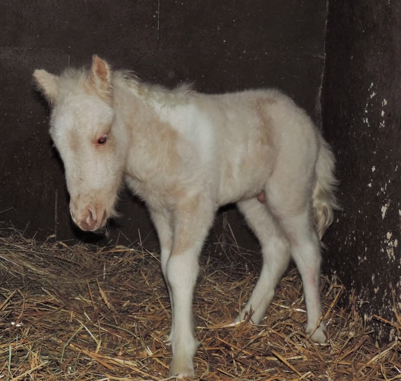 Naissance de Jackpot