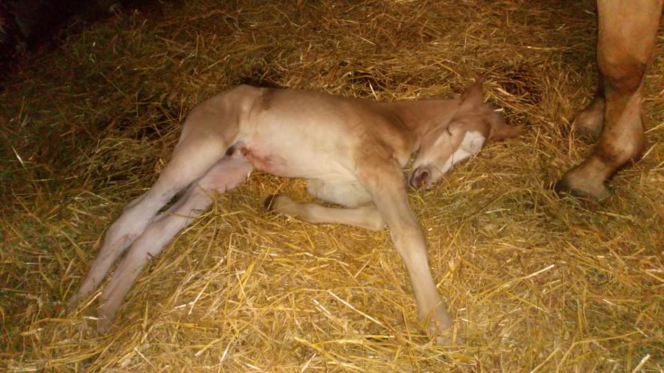 Naissance de la 1ère fille d'Every, et 1ère fille de l'année!