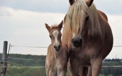 La petite dernière prend l'air