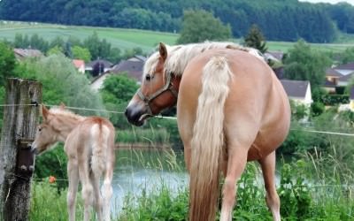 Premiers pas dehors pour Judy