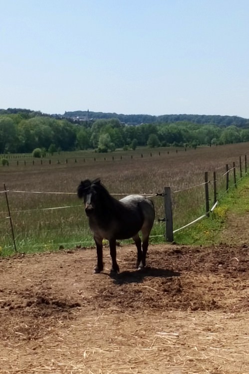 Nouvelle ponette !