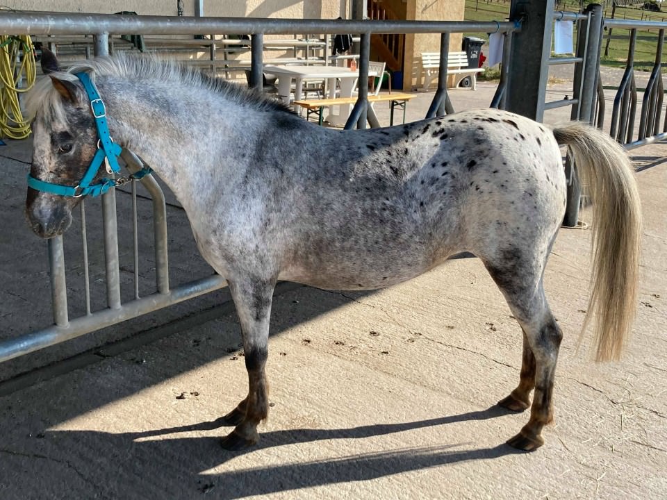 Jils, petite nouvelle dans la troupe poney