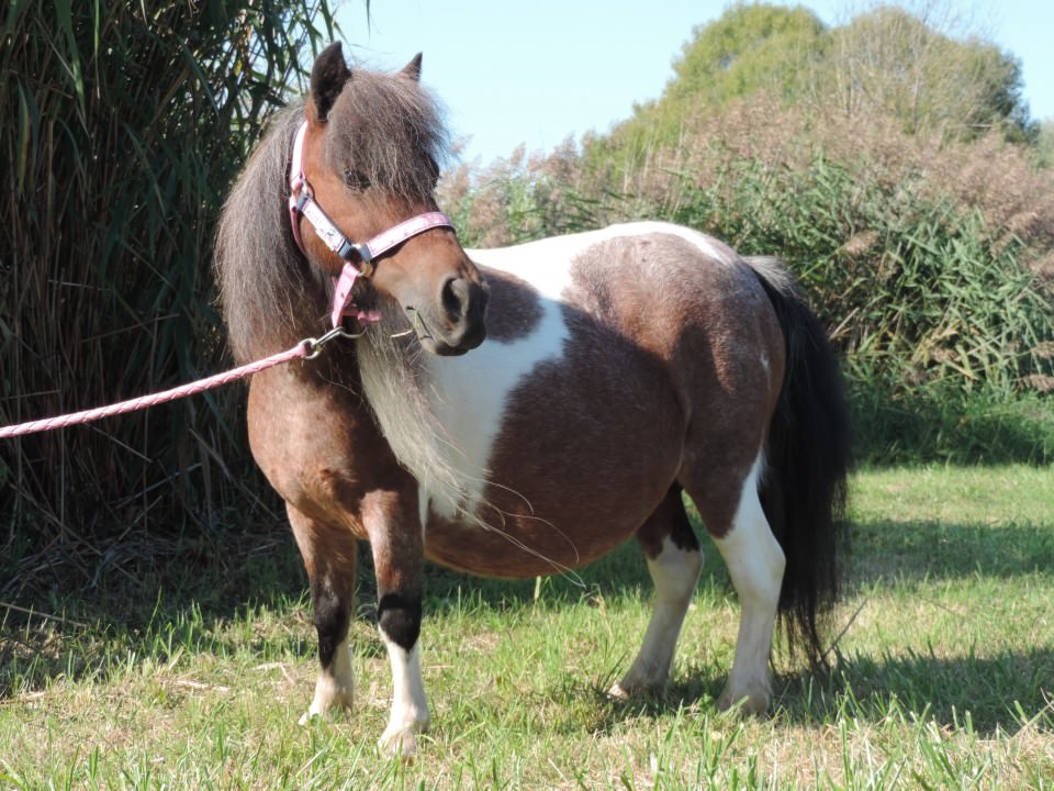 Poneys à vendre!