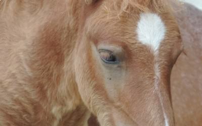 Poneys à vendre!