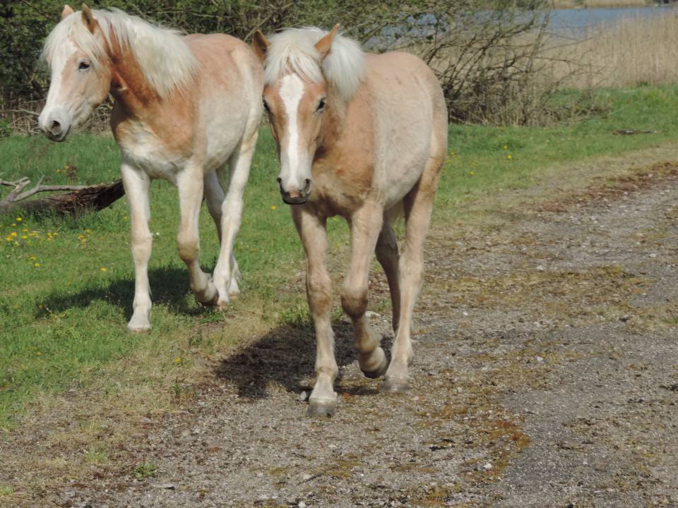 Jilow et Jeyce ont trouvé leurs familles