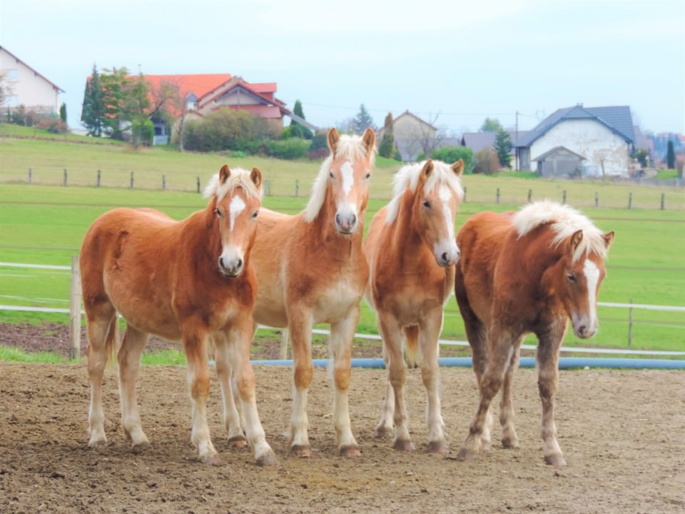 Kélya, Kylie et Kahel n'attendent plus que vous!