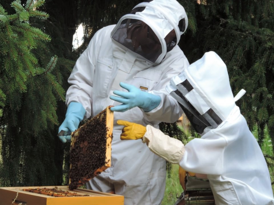 Le rucher La Bonne Abeille s'installe