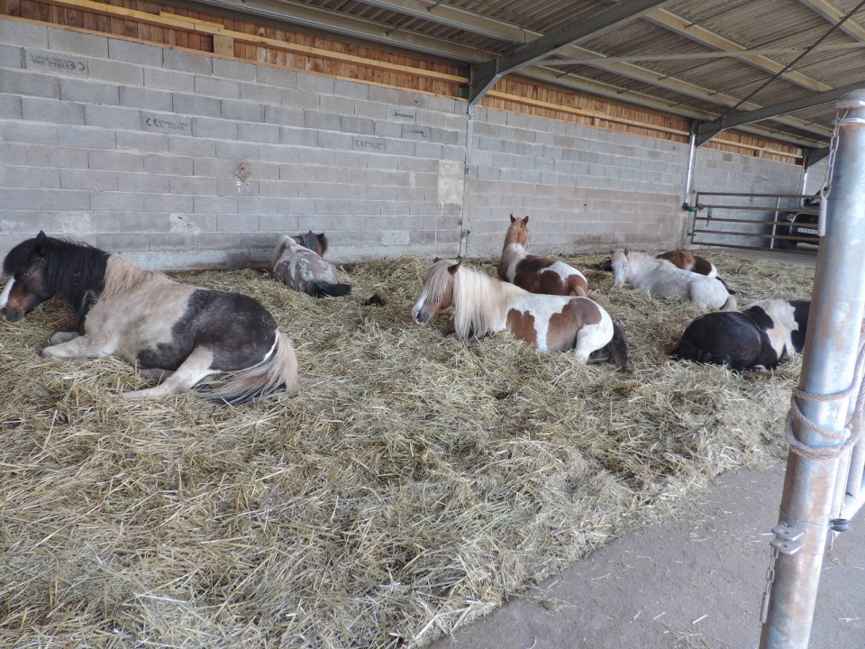 Vacances pour les poneys!