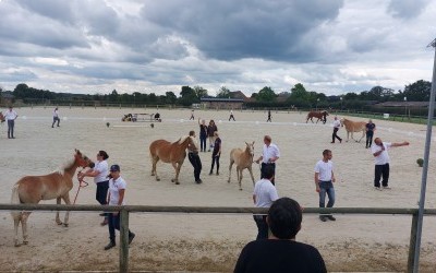 Championnat de France des Haflinger 2021