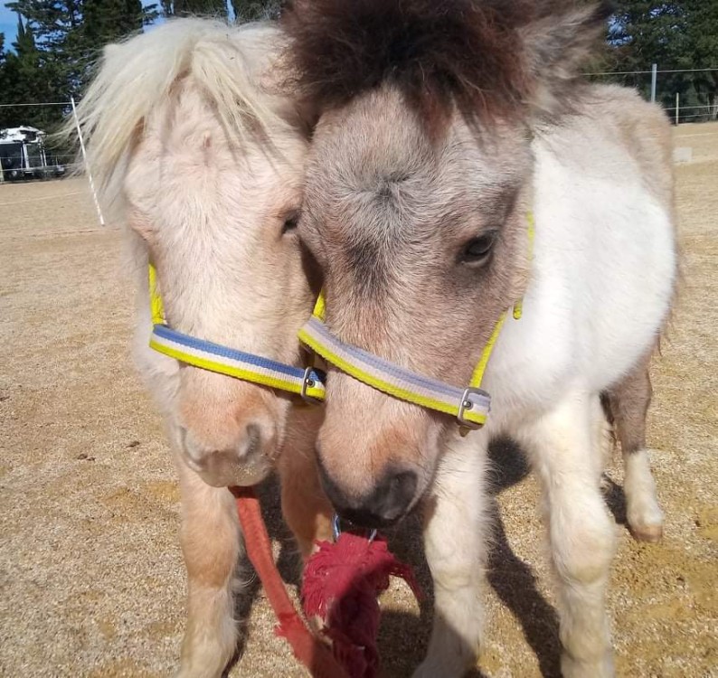 Lucia et Lhyla, 2 pouliches shetland pour l'élevage!