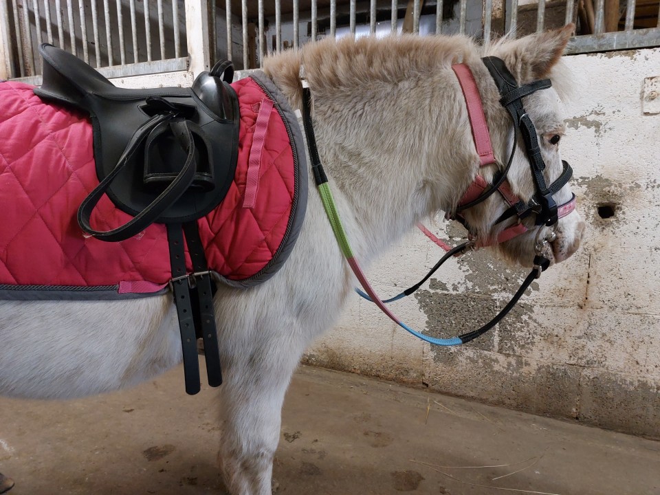 Rumba est de retour pour les activités poneys!