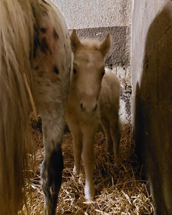 Mélilot, 3ème naissance 2022