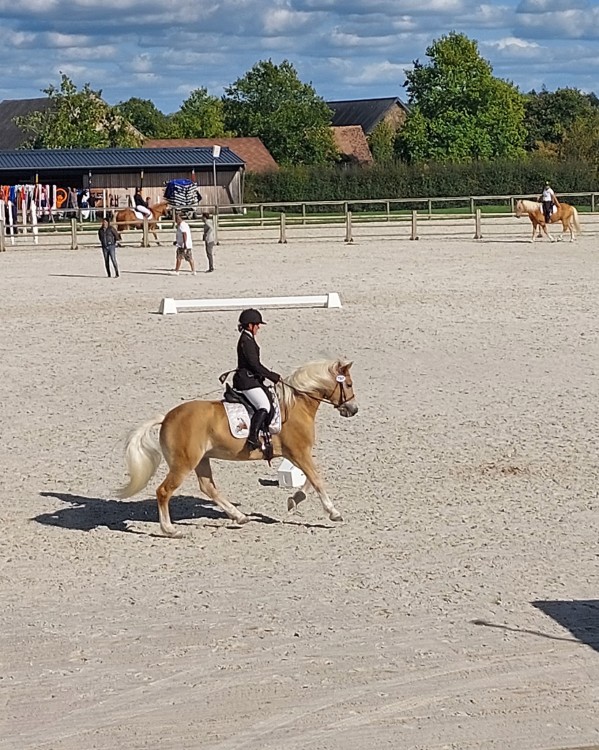 Championnat de France Haflinger