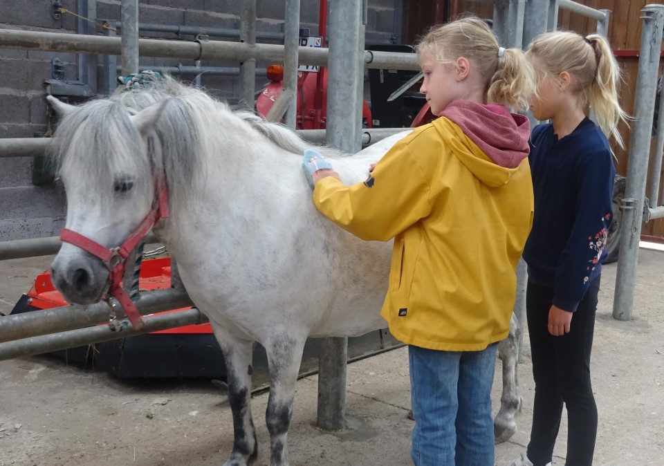 Nouvelle activité poney, Petit Soigneur