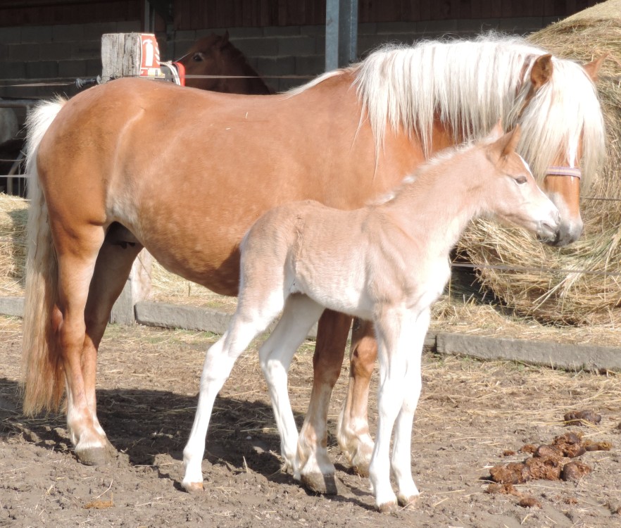 Naissances Haflinger 2023, only ladies!