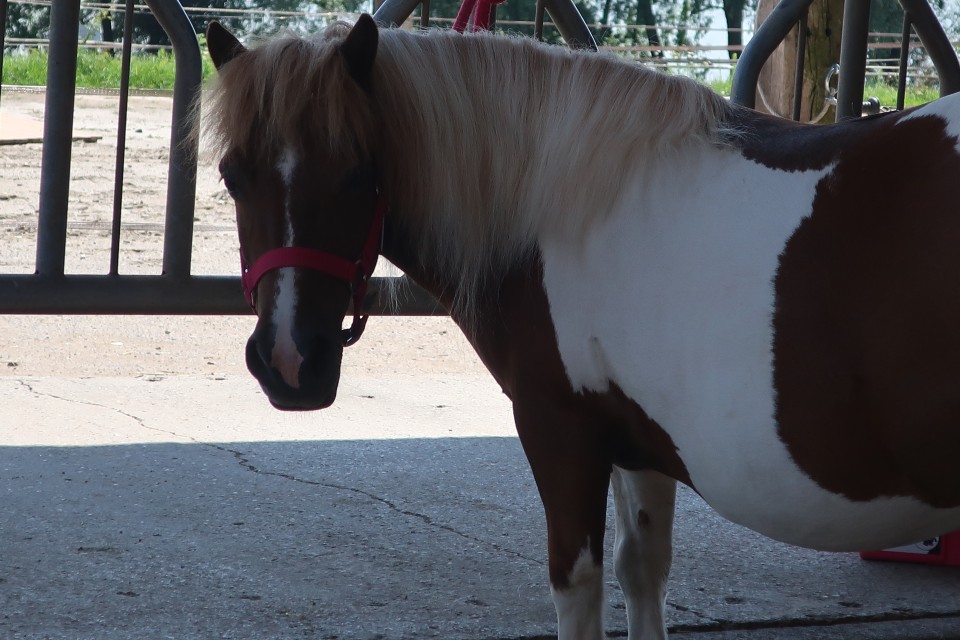 Ponette à vendre