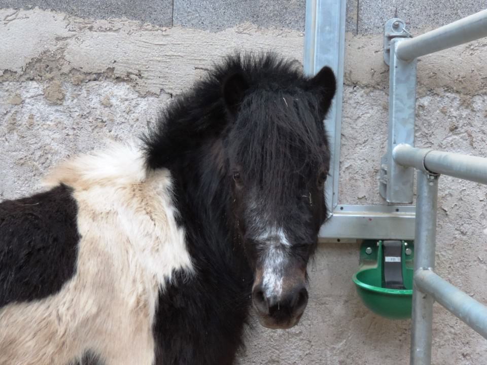 Nouveau poney dans l'équipe des shetland!