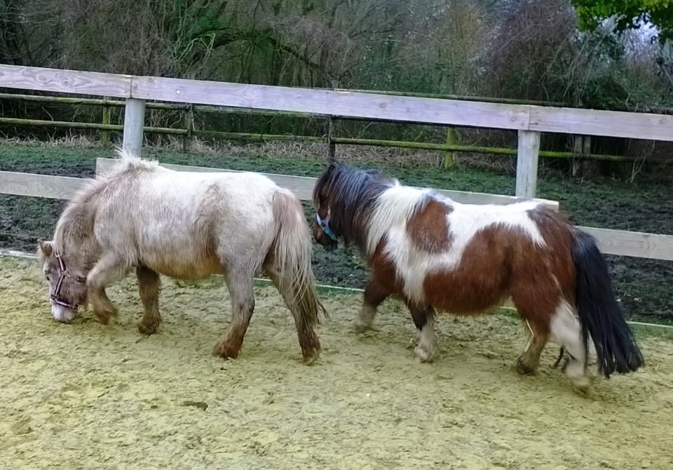 Olga et Rumba sont arrivées !