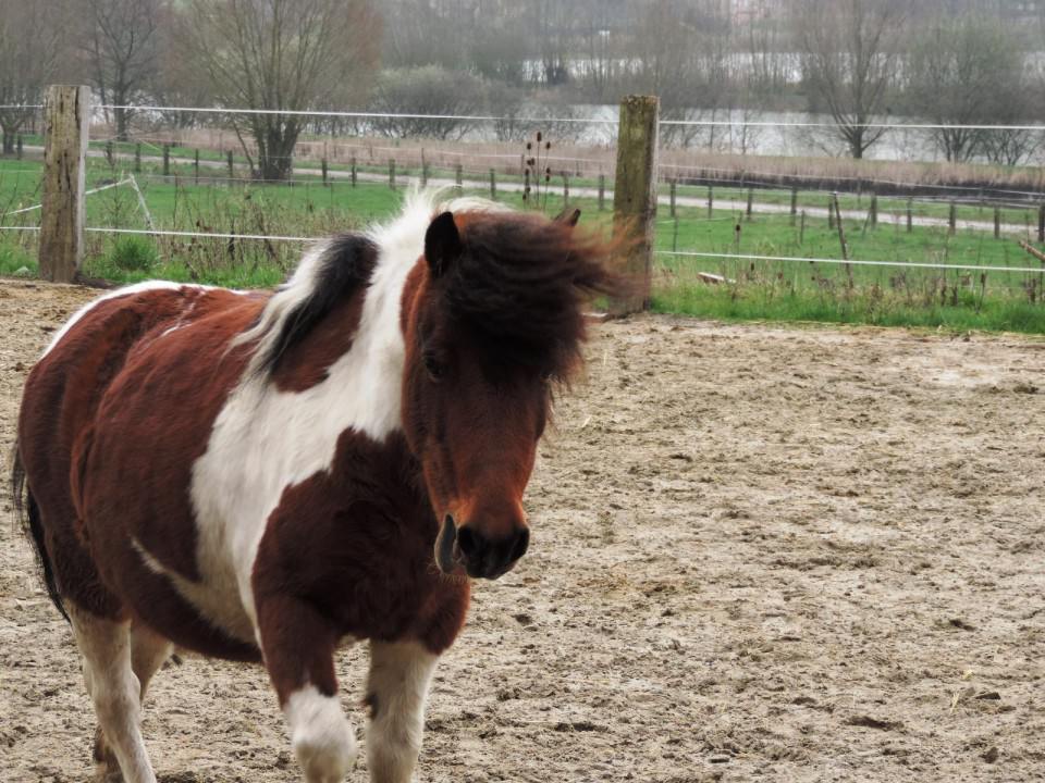 Nouvelle ponette "Lolotte"