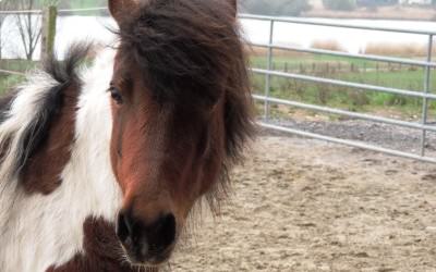 Nouvelle ponette "Lolotte"