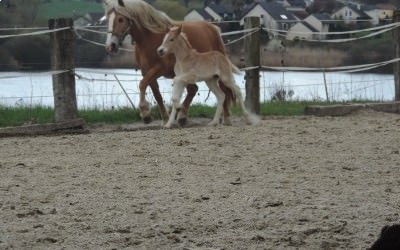 2ème naissance de l'année: encore une pouliche !