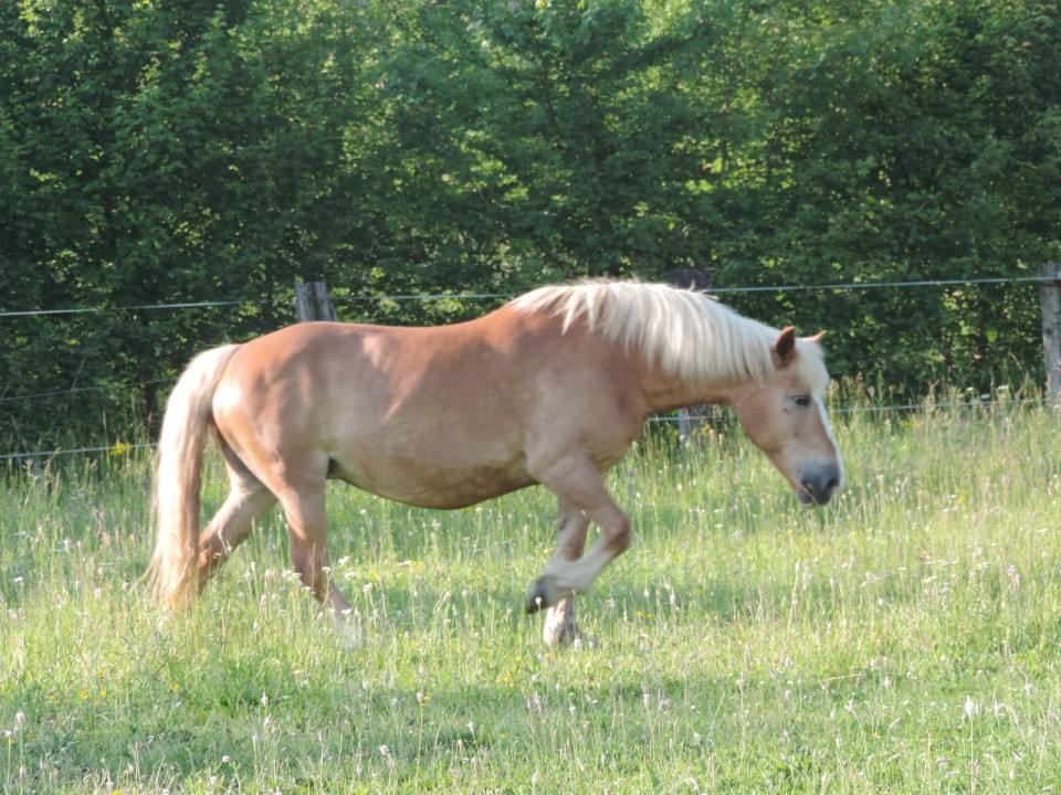 Heidi, arrivée pour la saillie