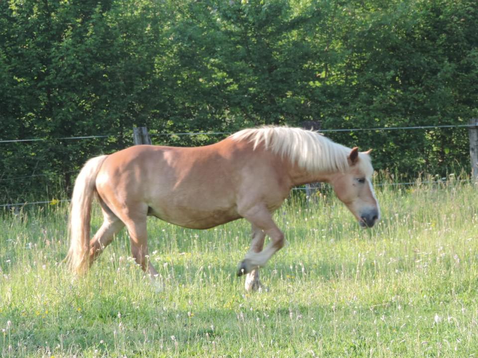 Heidi, arrivée pour la saillie