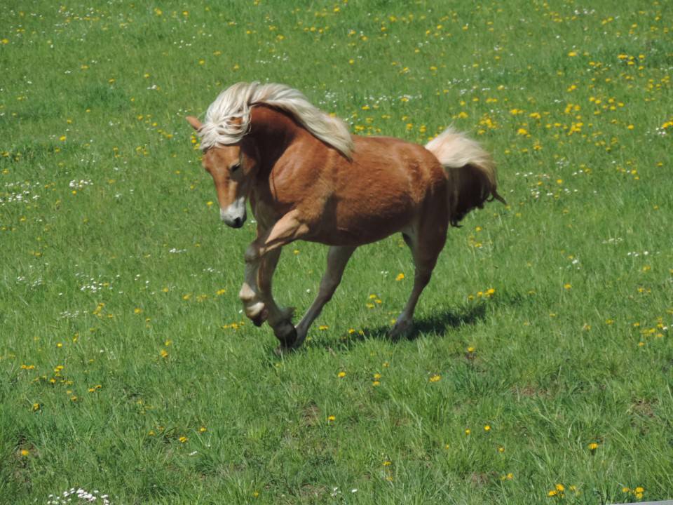 Damil'As est partie dans le Nord