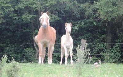 Azur de Louxor et Guiness de Louxor