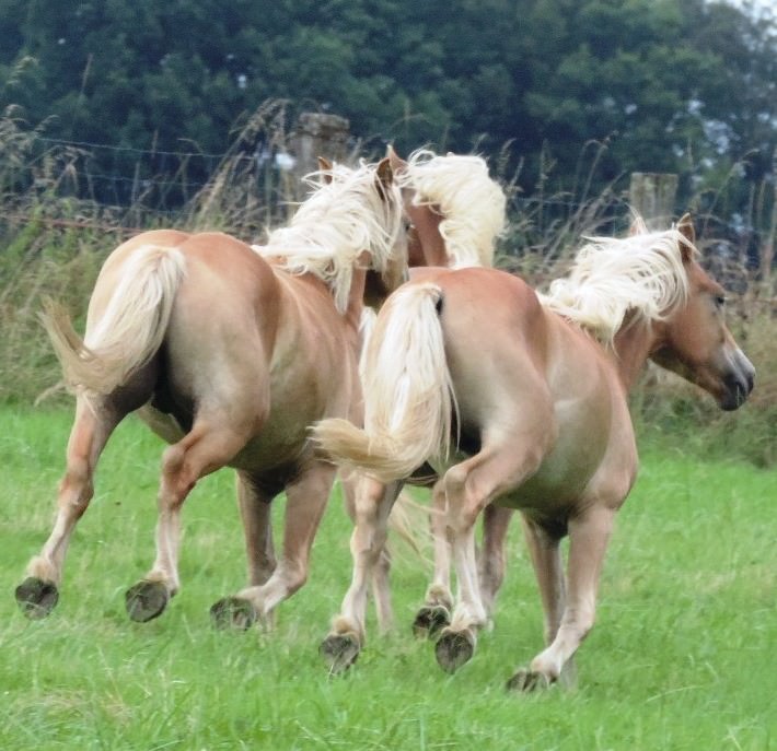 Galopade de joie