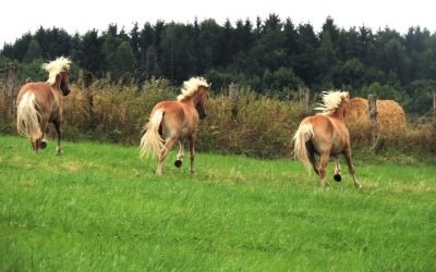 Galopade de joie