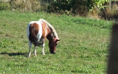 Accueil des nouveaux arrivants